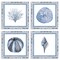 Stupell Industries Coastal Teal Bordered Coral 4pc Wall Plaque Set, design by Lanie Loreth
